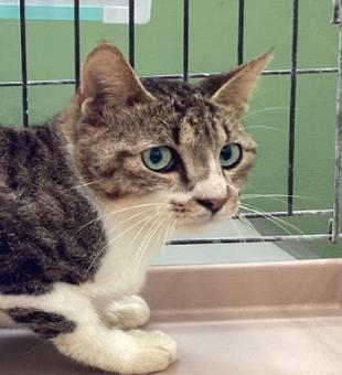 保護ネコ写真【25HS045】