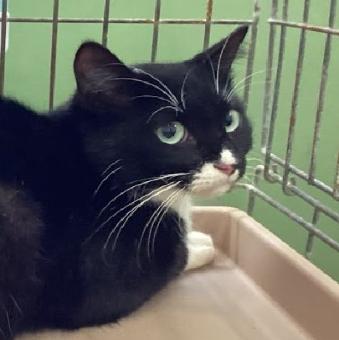 保護ネコ写真【25HS046】