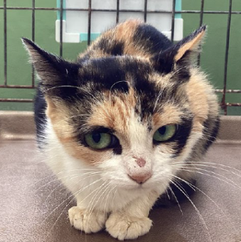 保護ネコ写真【25HS037】