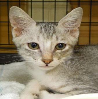 保護ネコ写真【25HS048】