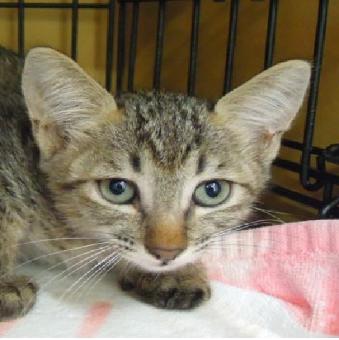 保護ネコ写真【25HS049】