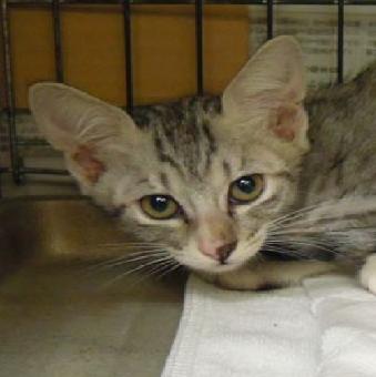 保護ネコ写真【25HS050】