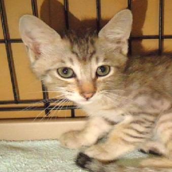 保護ネコ写真【25HS051】