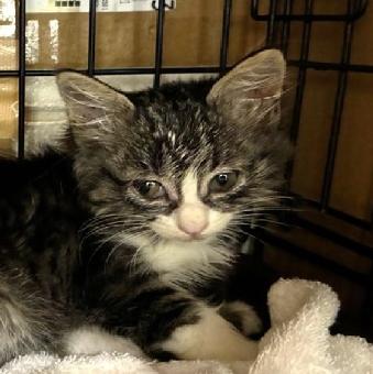 保護ネコ写真【25HS052】