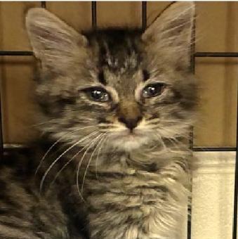 保護ネコ写真【25HS053】