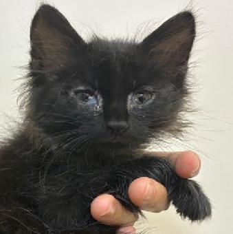 保護ネコ写真【25HS053】