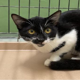 保護ネコ写真【25HS056】