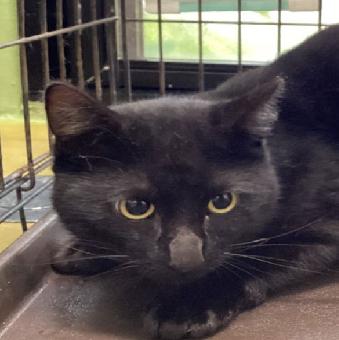 保護ネコ写真【25HS057】