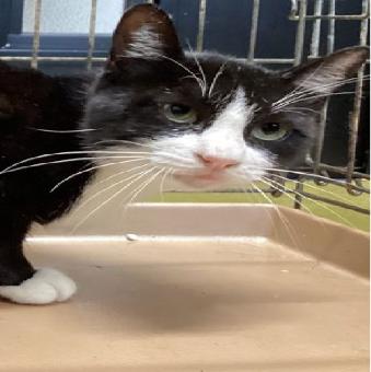 保護ネコ写真【25HS058】