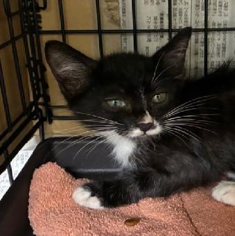 保護ネコ写真【25HS059】