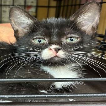 保護ネコ写真【25HS060】