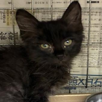 保護ネコ写真【25HS061】