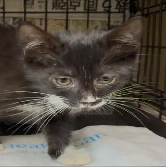 保護ネコ写真【25HS062】