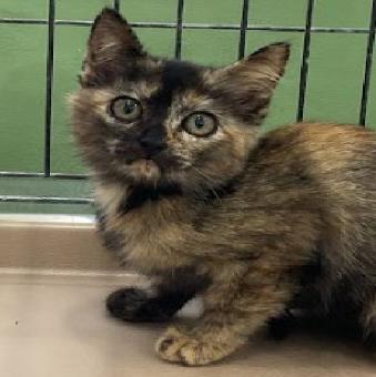 保護ネコ写真【25HS064】