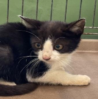 保護ネコ写真【25HS065】