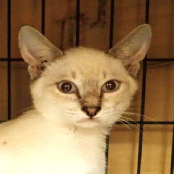 保護ネコ写真【25HS066】