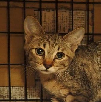 保護ネコ写真【25HS067】