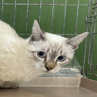 保護ネコ写真【25HS068】