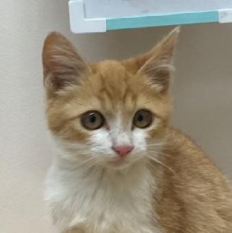 保護ネコ写真【25HS069】