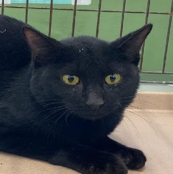 保護ネコ写真【25HS070】