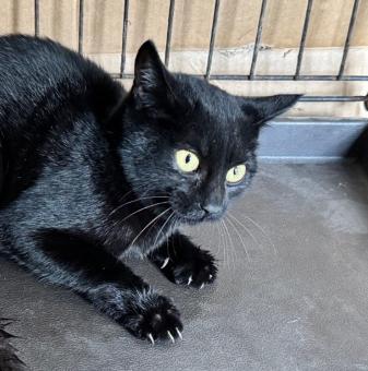 保護ネコ写真【25HS085】