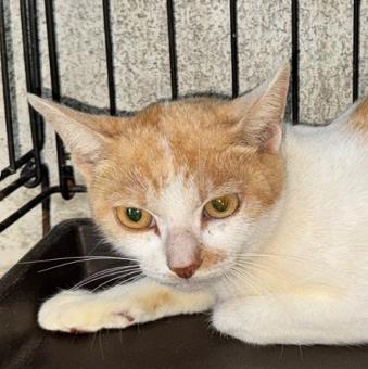 保護ネコ写真【25HS086】