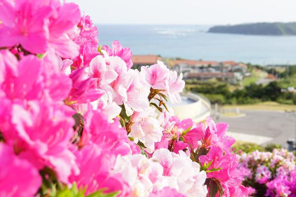 つつじエコパークで美しく咲く花々