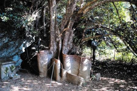 日差しが射し込んでいる樹木の根元に板のような「板根」があるサキシマスオウノキの写真